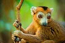 Female Crowned lemur (Eulemur coronatus) portrait, Ankarana Special Reserve, Ambilobe, North Madagascar, November