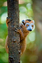 Female Crowned lemur (Eulemur coronatus) clinging to tree trunk, Ankarana Special Reserve, Ambilobe, North Madagascar, November