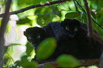 Two male Blue-eyed / Sclater's black lemurs (Eulemur flavifrons) huddled together on branch, Sahamalaza National Park, North West Madagascar, Critically Endangered, October 2010
