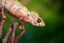 Warty chameleon (Furcifer verrocosus) on a small twig, North Madagascar, October