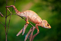 Warty chameleon (Furcifer verrocosus) on small twig, North Madagascar, October