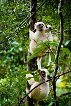 Three Silky sifakas (Propithecus candidus) including a juvenile clinging to adults back on tree trunk, Marojejy National Park, North Madagascar, Critically endangered, November 2010