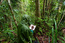 Man researching Silky sifakas (Propithecus candidus) taking notes, Marojejy National Park, North Madagascar, November 2010