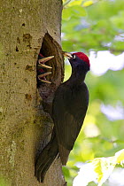 Black woodpecker (Dryocopus martius) male feeding  chicks at nest hole, Germany