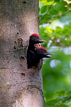 Black woodpecker (Dryocopus martius) two curious chicks at nest hole, Germany