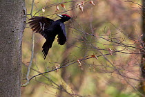 Black woodpecker (Dryocopus martius) male flying  to nest, Germany