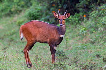 Bushbuck (Tragelaphus scriptus) male, Aberdares NP, Kenya