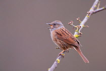 Dunnock (Prunella modularis) perched, singing, Germany, March