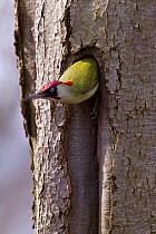 Green woodpecker (Picus viridis ) male coming out of nest hole, Germany, April