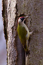 Green woodpecker (Picus viridis) female at nest hole, Germany, April