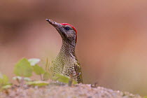 Green woodpecker (Picus viridis) juvenile, Germany, June