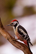 Middle spotted woodpecker (Dendrocopos medius) perched, Germany
