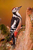 Middle spotted woodpecker (Dendrocopus medius) on tree trunk, Germany, November