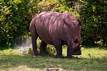 White rhinoceros (Ceratotherium simum) male marking terretory, Solio GR, Kenya
