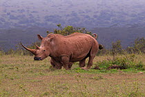 White rhinoceros (Ceratotherium simum) defecating at midden, Solio GR, Kenya
