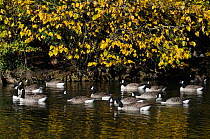 Flock of Canada geese (Branta canadensis) swimming on lake below overhanging autumnal tree, Wiltshire, UK, October