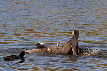 Male Coot (Fulica atra) fighting a rival in a territorial dispute, as its partner swims towards them, Wiltshire, UK, October