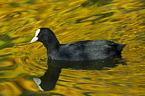 Coot (Fulica atra) swims on lake with autumnal tree leaves reflected in the water around its own reflection, Wiltshire, UK, October
