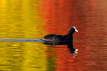 Coot (Fulica atra) swims on lake with colourful autumnal tree leaves reflected in the water around its own reflection, Wiltshire, UK, October