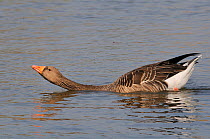 Greylag goose (Anser anser) swimming in courtship posture with its neck stretched out low to the water as it swims, Wiltshire lake, UK, October