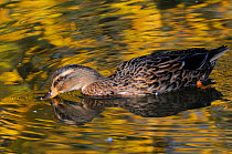 Female Mallard duck (Anas platyrhynchos) dabbling on lake with autumnal tree leaves reflected in the water, Wiltshire, UK, October