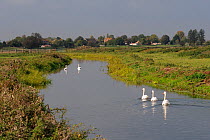 Five Mute swans (Cygnus olor) swimming on the 'Sowy river' drainage ditch near Staithe village, Somerset Levels and Moors, UK, October