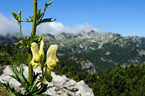 Alpine wolfsbane / Yellow monkshood (Aconitum lycoctonum neapolitanum) a highly toxic plant, growing on karst limestone mountainside at 1700m, Triglav National Park, Slovenia, July