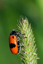 Four-spotted leaf beetle / Ant bag beetle (Clytra laeviuscula) a parasite of wood ant nests, resting on a grass seedhead, Julian Alps, Slovenia, July