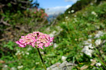 Austrian hogweed (Heracleum austriacum siifolium) flowering on karst limestone mountainside at 1700m, Triglav National Park, Slovenia, July