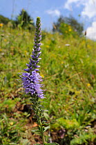 Barrelier's speedwell (Pseudolysimachion barrelieri) flowering on a grassy hillside in the Julian Alps, near Bled, Slovenia, July