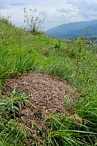 Black-backed meadow ant (Formica pratensis) nest mound of old grass stems in montane pastureland with villages and forested Julian Alps in the background, Slovenia, July