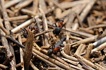 Black-backed meadow ants (Formica pratensis) on their nest mound of old grass stems in montane pastureland, Julian Alps, Slovenia, July