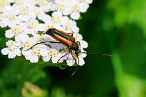 Black-striped longhorn beetle (Stenurella melanura) foraging on umbel flowerhead, Julian Alps, Slovenia, July