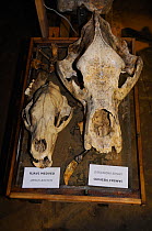 Skull of Brown bear (Usrus arctos) next to huge extinct Cave bear (Ursus ingressus) skull on display in Krizna cave where remains of over 100 Cave bears have been found, Slovenia
