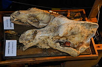 Skull of huge extinct Cave bear (Ursus ingressus) dwarfing skull of Brown bear (Usrus arctos) on display in Krizna cave where remaians of over 100 Cave bears have been found, near Cerknica, Slovenia