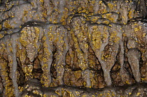 'Cave gold' microbial mats growing on stalactites in Krizna cave, near Cerknica, Slovenia