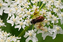 Club-horned sawfly (Abia aurulenta) a strictly alpine species, feeding on umbel flowers, montane woodland, Triglav National Park, Julian Alps, Slovenia, July