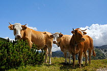 Three Cows (Bos taurus) standing by Dwarf pine (Pinus mugo) on grassy ridge at 1600m in the Julian Alps, Triglav National Park, Slovenia, July 2011