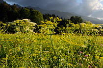 Wild Fennel (Foeniculum vulgare) and Wild carrot (Daucus carota) umbels flowering in a traditional hay meadow with heavily forested Julian Alps in the background, in sunset light, Slovenia, July