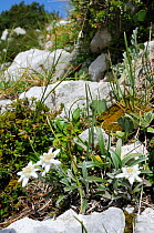 Edelweiss (Leontopodium alpinum) flowering among limestone boulders at 1800m with Dwarf pine trees (Pinus mugo) in the background, Triglav National Park, Julian Alps, Slovenia, July