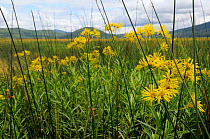 Dense stand of Fen ragwort (Senecio paludosus) flowering among rushes (Juncus sp) in marshland left by shrinking waters of Lake Cerknica, Slovenia, July 2011