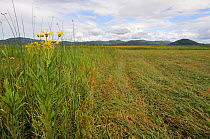 Partially harvested marshland vegetation including Fen ragwort (Senecio paludosus) and rushes (Juncus sp) on margins of shrunken Lake Cerknica, Slovenia, July 2011