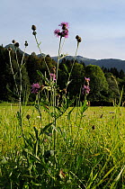 Frtistch's knapweed (Centaurea scabiosa fritschii) flowering in a traditional hay meadow with heavily forested Julian Alps in the background, Slovenia, July