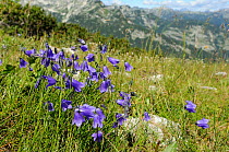 Harebell / Bellflower (Campanula rotundifolia) flowering clump among grasses on karst limestone mountainside at 1700m, Triglav National Park, Slovenia, July
