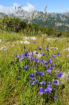 Harebell / Bellflower (Campanula rotundifolia) flowering clump among grasses on karst limestone mountainside at 1700m, Triglav National Park, Slovenia, July
