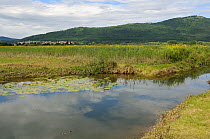 Lake Cerknica, Slovenia's largest lake when full, shrunken to narrow channels with Yellow water lilies (Nuphea lutea) on their surfaces in summer, with Cerknica village in the background, Slovenia, Ju...