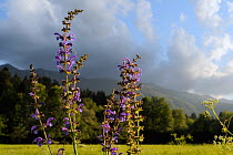 Meadow clary (Salvia pratensis) flowering in a traditional hay meadow in sunset light, Slovenia, July