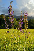Meadow clary (Salvia pratensis) flowering in a traditional hay meadow, Julian Alps in the background, Slovenia, July