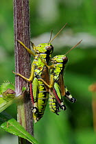 Male Green mountain grasshopper (Miramella alpina) clinging to female on plant stem, Julian Alps, Slovenia, July