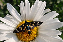 Nine-spotted moth (Amata phegea) feeding from Ox-eye daisy (Leucanthemum vulgare) flower, Julian Alps, Slovenia, July